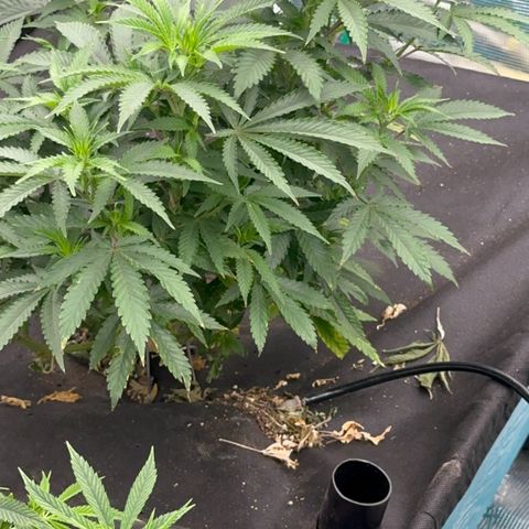  Critical Light growlog timeline photo