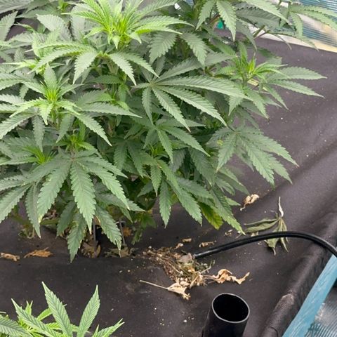  Critical Light growlog timeline photo
