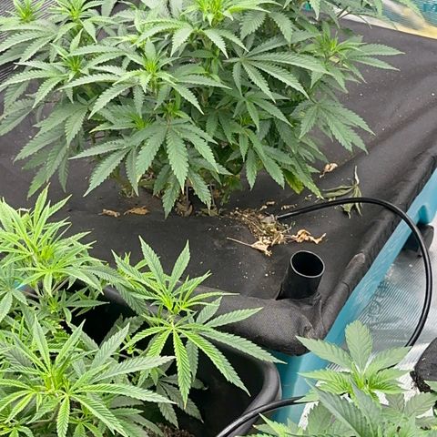  Critical Light growlog timeline photo