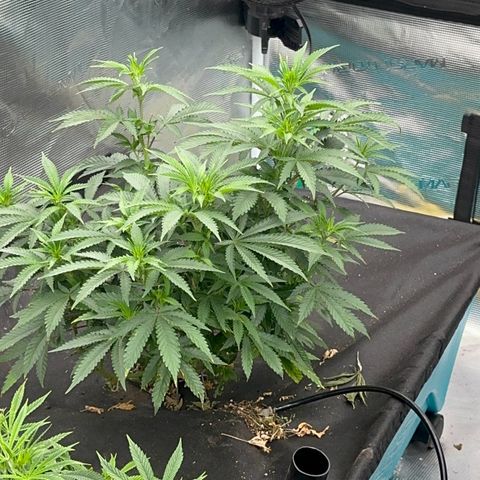  Critical Light growlog timeline photo