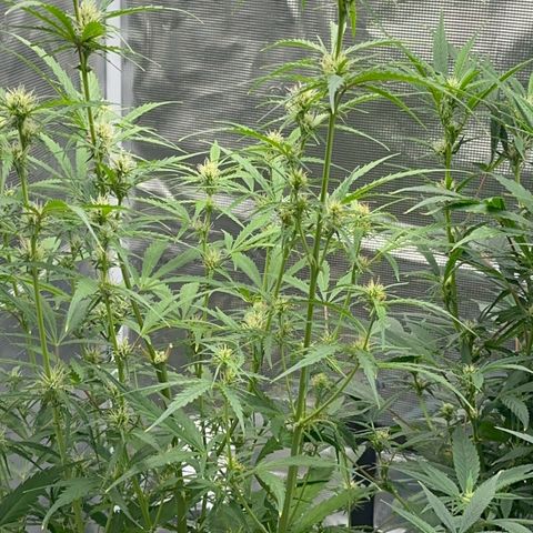 Piña X Zweet  growlog timeline photo