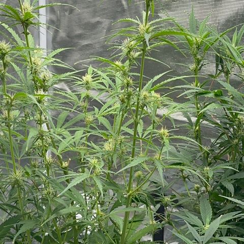 Piña X Zweet  growlog timeline photo