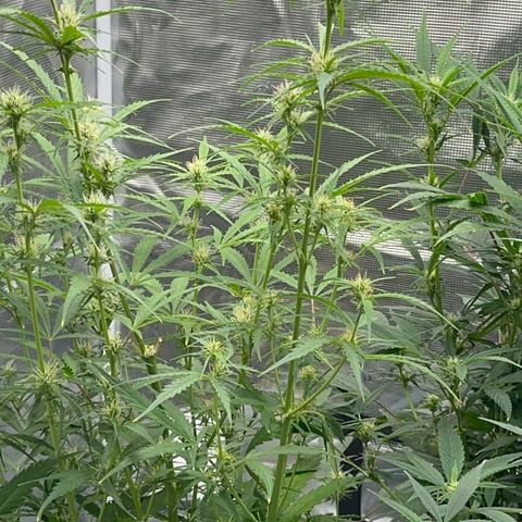Piña X Zweet  growlog timeline photo