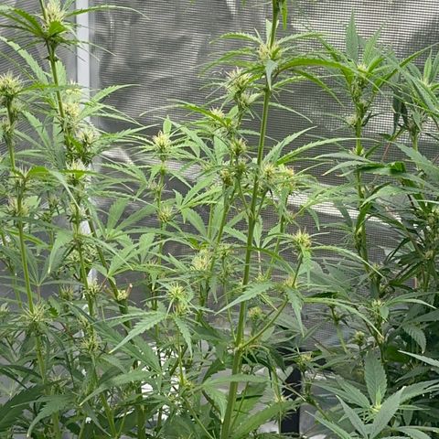 Piña X Zweet  growlog timeline photo