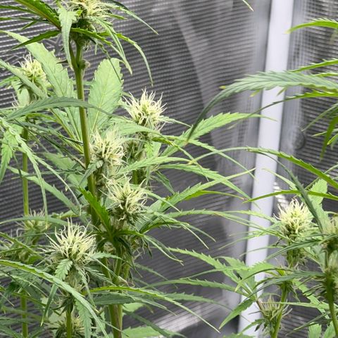 Piña X Zweet  growlog timeline photo