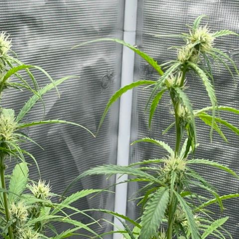 Piña X Zweet  growlog timeline photo