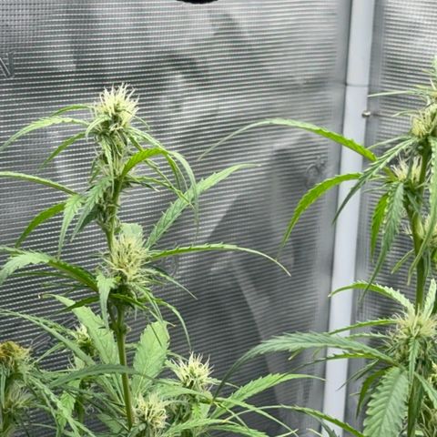 Piña X Zweet  growlog timeline photo
