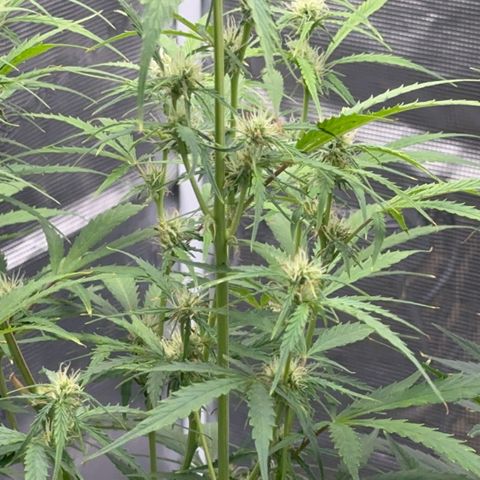Piña X Zweet  growlog timeline photo