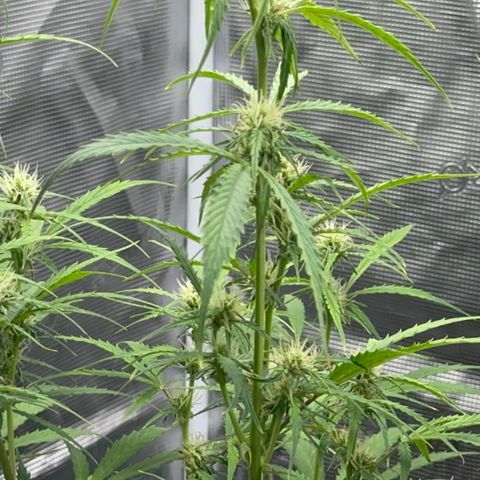 Piña X Zweet  growlog timeline photo