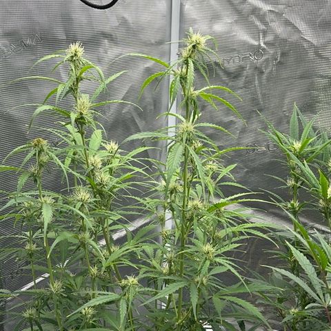 Piña X Zweet  growlog timeline photo