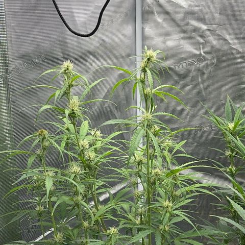 Piña X Zweet  growlog timeline photo