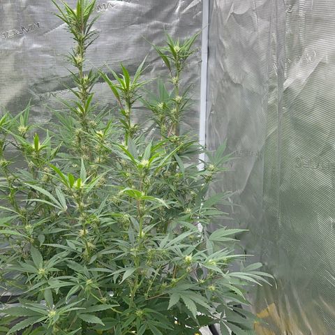 Knows Candy growlog timeline photo