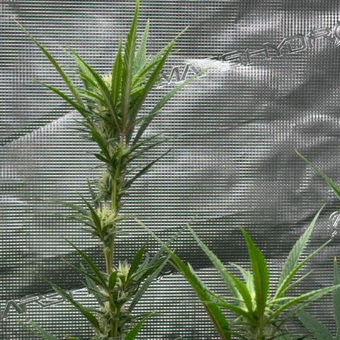 Knows Candy growlog timeline photo