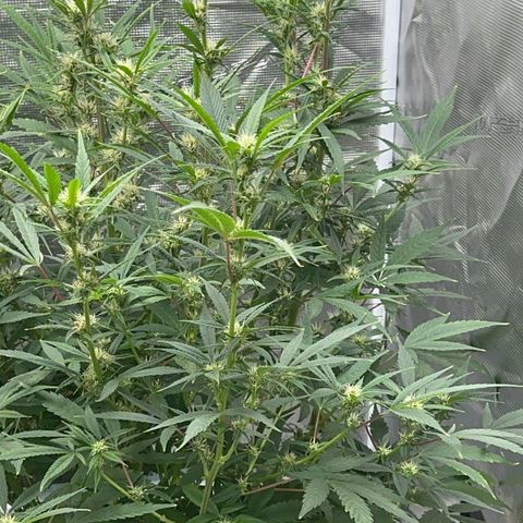 Knows Candy growlog timeline photo