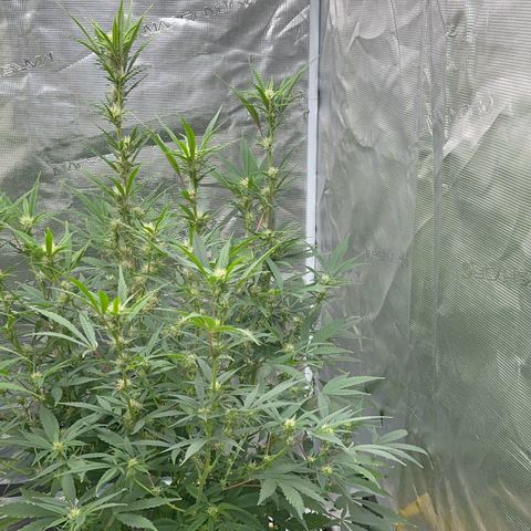 Knows Candy growlog timeline photo