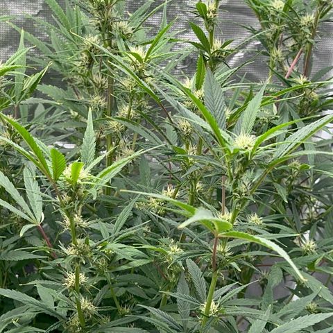 Knows Candy growlog timeline photo