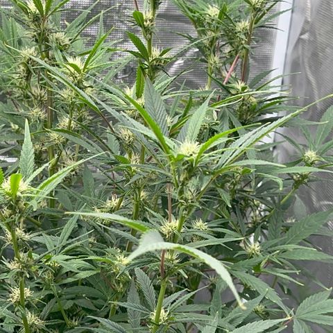 Knows Candy growlog timeline photo