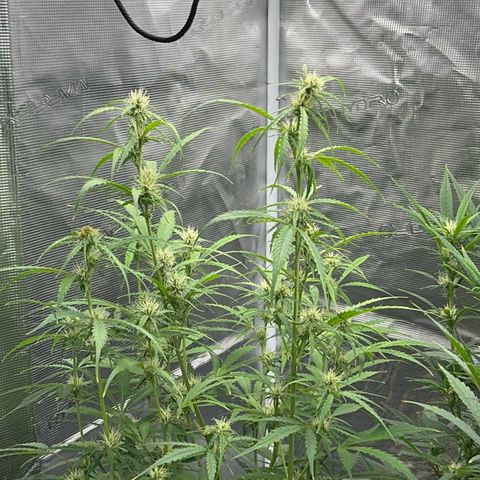 Piña X Zweet  growlog timeline photo