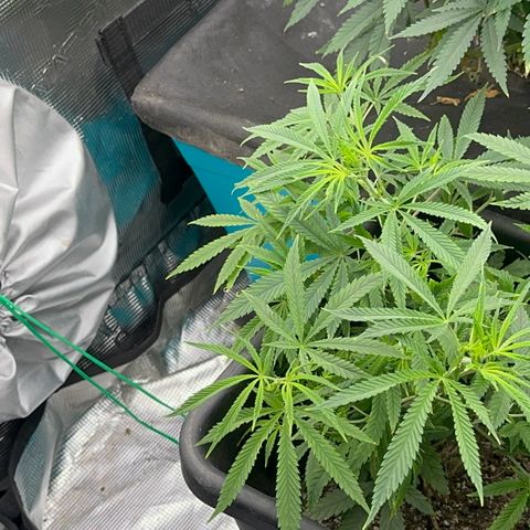  Hawaiian Snow  growlog timeline photo