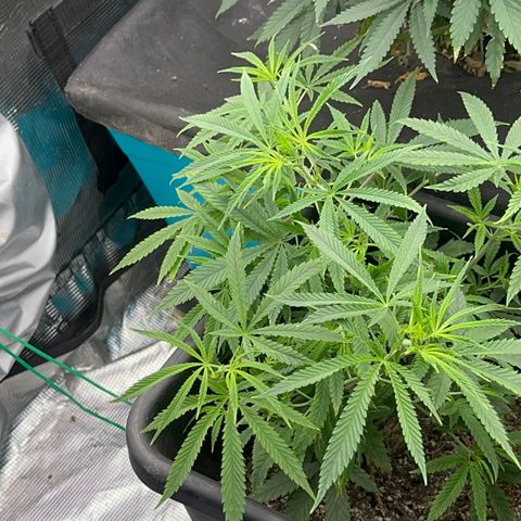  Hawaiian Snow  growlog timeline photo