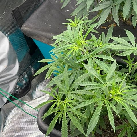  Hawaiian Snow  growlog timeline photo