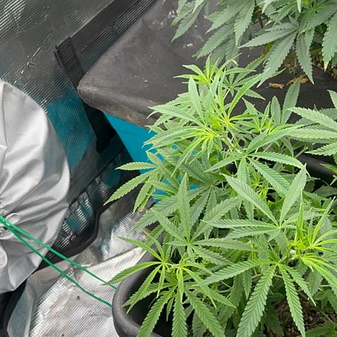  Hawaiian Snow  growlog timeline photo