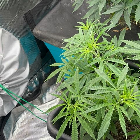  Hawaiian Snow  growlog timeline photo