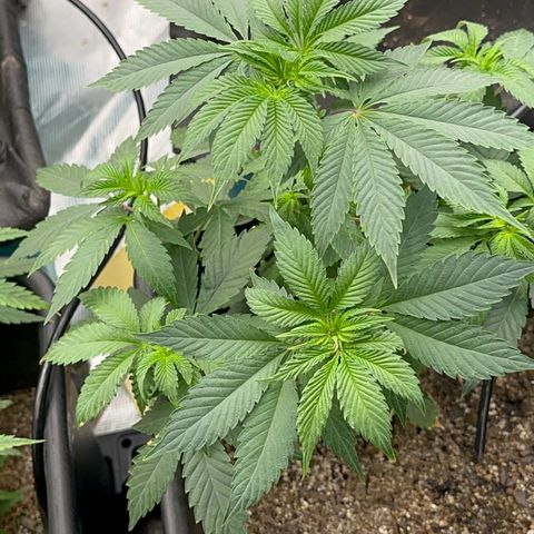 Dayger  growlog timeline photo