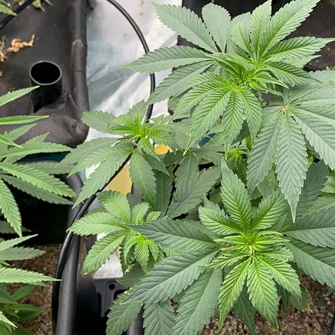 Dayger  growlog timeline photo