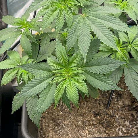 Dayger  growlog timeline photo
