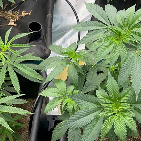Dayger  growlog timeline photo