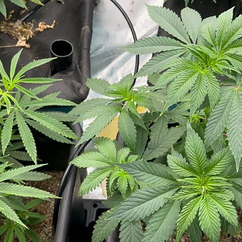 Dayger  growlog timeline photo