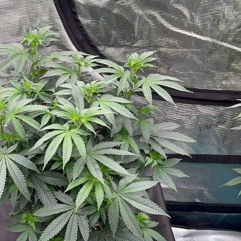 Deleted  🎬 1 growlog timeline photo