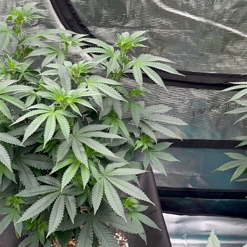 Deleted  🎬 1 growlog timeline photo