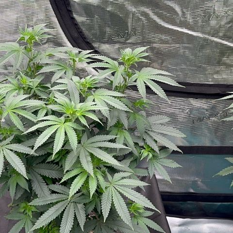 Deleted  🎬 1 growlog timeline photo