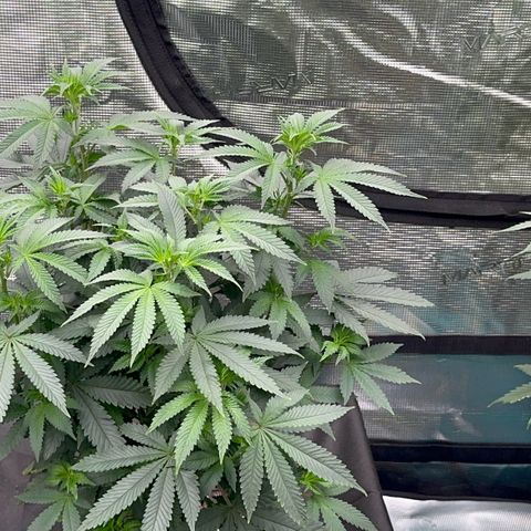 Deleted  🎬 1 growlog timeline photo