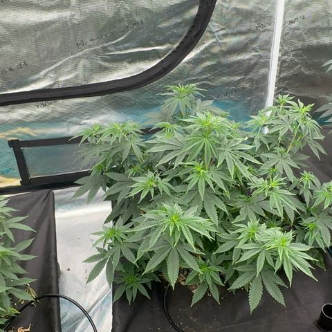  Cluster bomb  growlog timeline photo