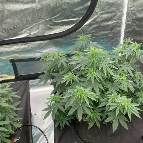  Cluster bomb  growlog timeline photo