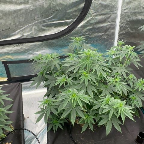 Cluster bomb  growlog timeline photo