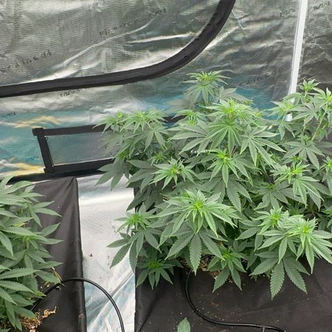  Cluster bomb  growlog timeline photo