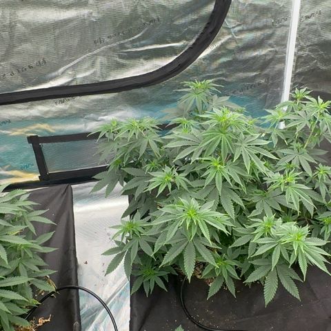  Cluster bomb  growlog timeline photo