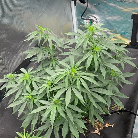  Critical Light growlog timeline photo