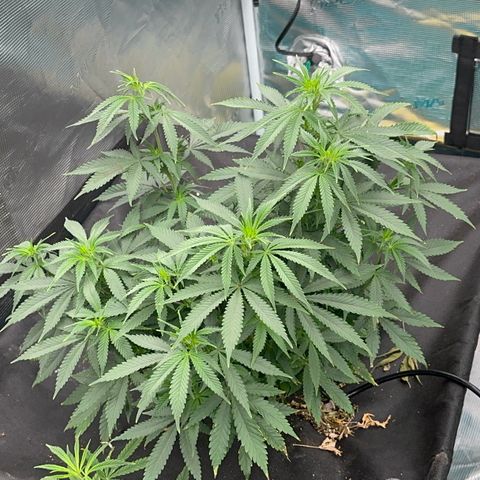  Critical Light growlog timeline photo