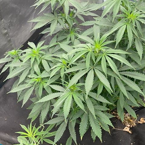  Critical Light growlog timeline photo