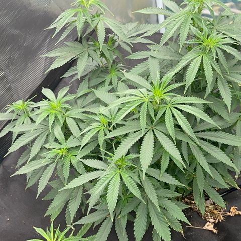  Critical Light growlog timeline photo