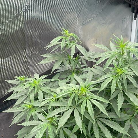  Critical Light growlog timeline photo