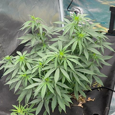  Critical Light growlog timeline photo