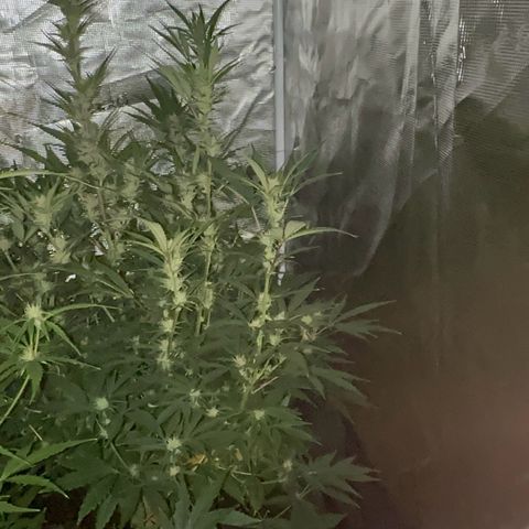 Knows Candy growlog timeline photo