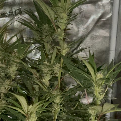 Knows Candy growlog timeline photo
