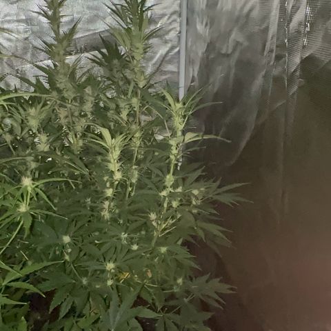 Knows Candy growlog timeline photo